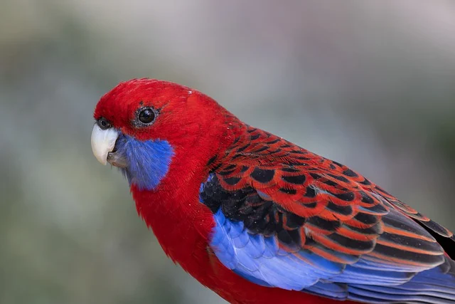 A crimson rosella parrot sitting on a branch. The parrot has a bright crimson head and chest, with blue and red wings and tail. It is looking at the camera with its head cocked to one side.