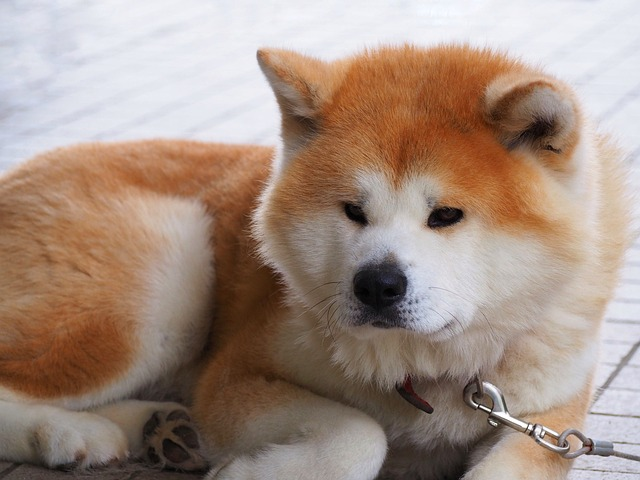 A close-up portrait of a brown and white Akita dog. 