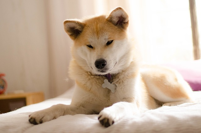 A close-up portrait of a brown and white Akita dog. 