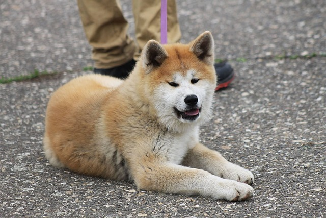 A close-up portrait of a brown and white Akita dog. 