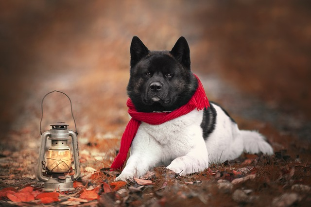 A black Akita dog wearing a red scarf. The dog is sitting on a floor and looking at the camera.