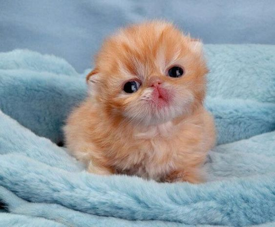 A newborn kitten looking at the camera.