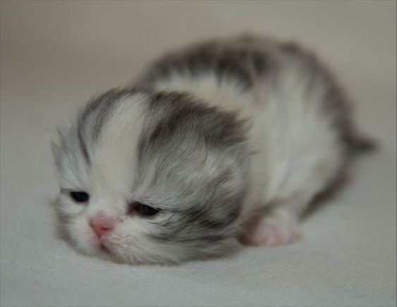 A small, white kitten with blackeyes is sleeping on a bed. The kitten is curled up in a ball, and its eyes are slightly closed. The kitten is very young, and its fur is still soft and fluffy. The kitten looks peaceful and content.

