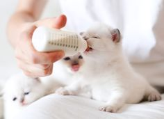 Baby kitten feeding from a bottle featuring kitten, animal, and bottle