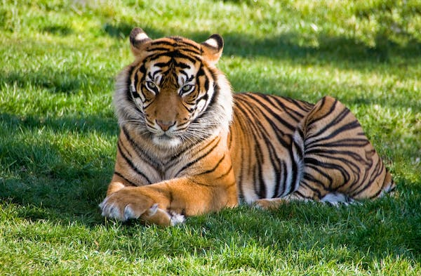 A tiger lying on green grass. The tiger is a large, orange and black striped cat. It is lying on its side, with its head resting on its paws. The grass is a lush green color, and there are some trees in the background.
