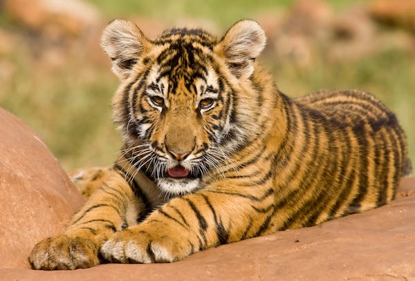 A tiger lying on the ground in a sunny day. The tiger is a large, orange and black striped cat. It is lying on its side, with its head resting on its paws. 