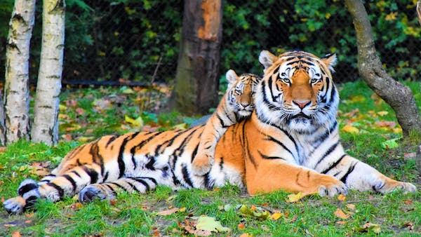 A tiger and its cub lying down on grass. The tiger is a large, orange and black striped cat. The cub is smaller than the tiger and has a lighter orange coat.