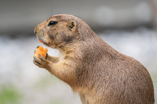 A prairie dog with brown fur and a white belly is eating a carrot. The prairie dog is looking to the side and has its mouth open wide.