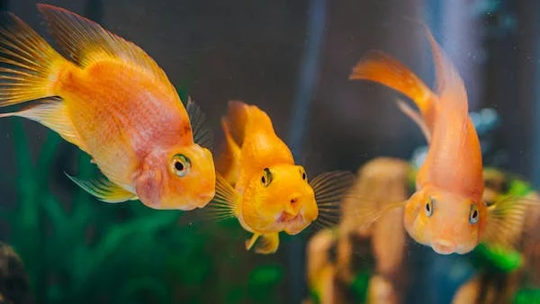 Three goldfish swimming in an aquarium. The goldfish are orange, red, and white. They are swimming in a circular pattern around a plant. The background of the aquarium is blue.

