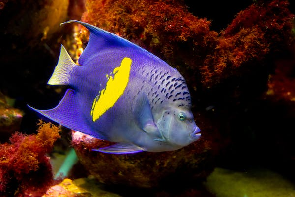 A blue and yellow angelfish swimming in an aquarium. The angelfish has a graceful body and large, flowing fins. It is swimming in front of a coral reef. The background of the aquarium is blue.

