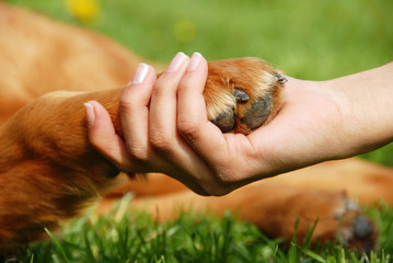 Image of a dog's paw and a human hand shaking.