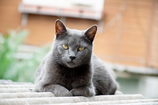 A close-up photo of a cat lying on the roof of a house. The cat is black and white, with a long tail. Its eyes are closed and its fur is smooth. 