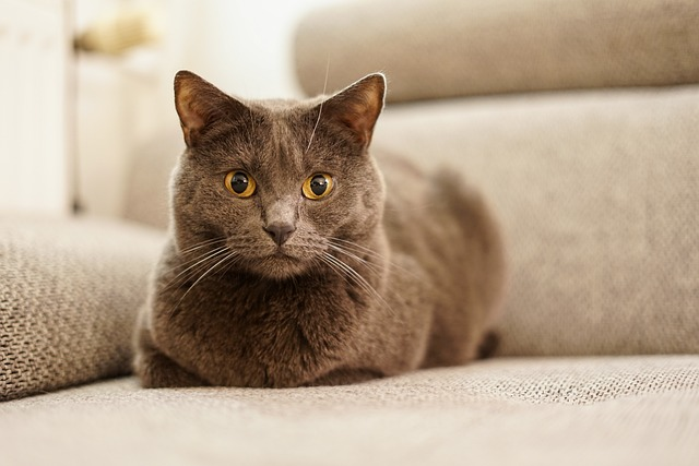  A Chartreux cat sitting on a windowsill, looking out the window. The cat is a light brown color with a short, wooly coat. It has a round face, blue eyes, and a long tail. The cat is relaxed and seems to be enjoying the view outside the window.