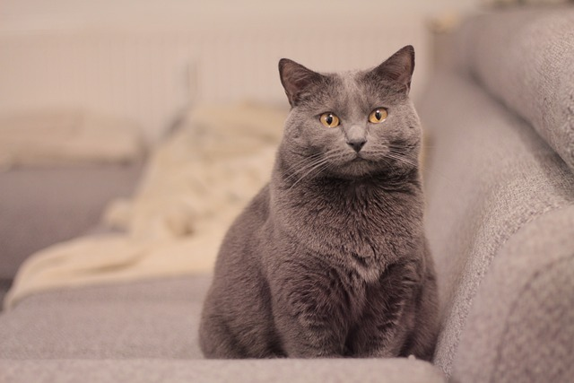  A Chartreux cat sitting on a sofa, looking out the window. The cat is a light brown color with a short, wooly coat. It has a round face, blue eyes, and a long tail. The cat is relaxed and seems to be enjoying the view outside the window.