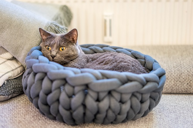 A Chartreux cat sitting on a wooden floor, looking at the camera. The cat is a blue-gray color with a short, wooly coat. It has a round face, blue eyes, and a long tail. The cat is relaxed and seems to be paying attention to the viewer.
