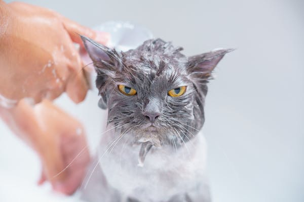  A close-up shot of a person bathing a gray cat. The person is holding the chartreux cat in their arms and is using a washcloth to bathe the cat's face. The cat is looking at the camera with a surprised expression.