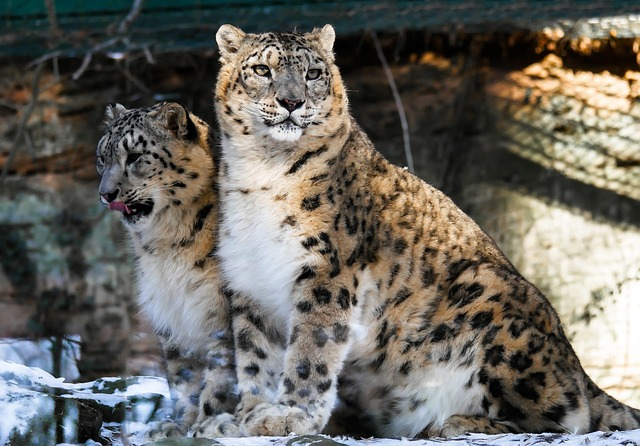 two snow leopards, a type of big cat, standing on a rocky ledge. 