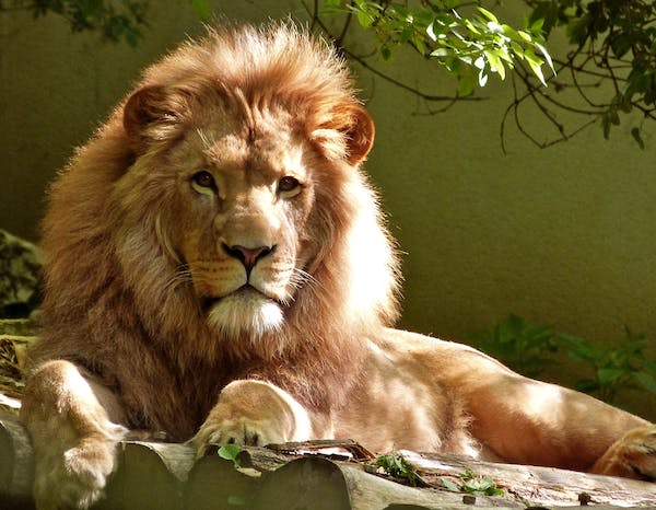 Close-up portrait of a male African lion. The lion has a dark mane and amber eyes. It is looking directly at the camera. 