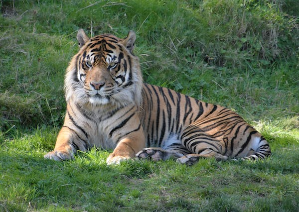 A close-up photo of a Bengal tiger lying on grass. The tiger is orange and black with a white belly and chest. It has a small head and a long tail. The tiger is looking directly at the camera.