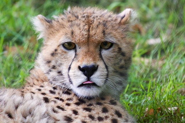 A cheetah cub sitting in the grass. The cub is tan with black spots and a black teardrop marking on its face. 