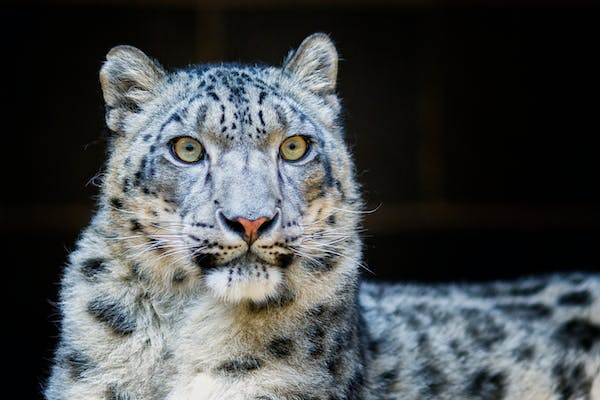  A close-up photography of a snow leopard. The snow leopard is a large wild cat with a long, thick tail. It has a white coat with black spots and rosettes. The snow leopard is looking directly at the camera.