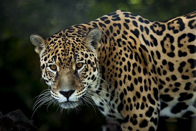 Image of a jaguar, a large wild cat native to the Americas.