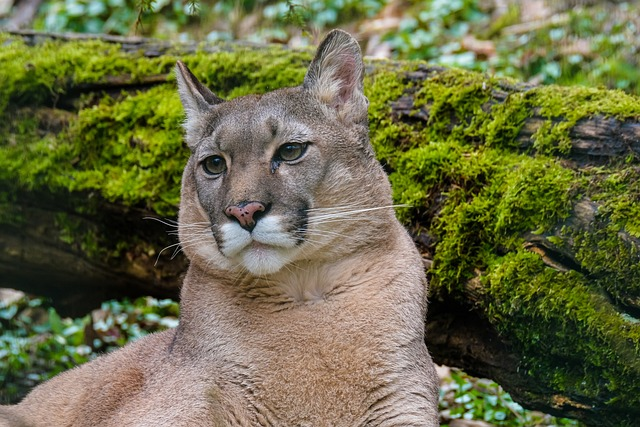  close-up portrait of a mountain lion (Puma concolor) in the wild. The mountain lion is a large cat with a tawny coat and a long tail. It is standing on a rocky ledge, looking directly at the camera. The background is a forest.