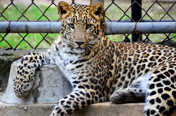 The leopard is a large, wild cat with a yellow coat and black spots. It is sitting on a metal grate in the cage, and its eyes are looking out at the viewer. 