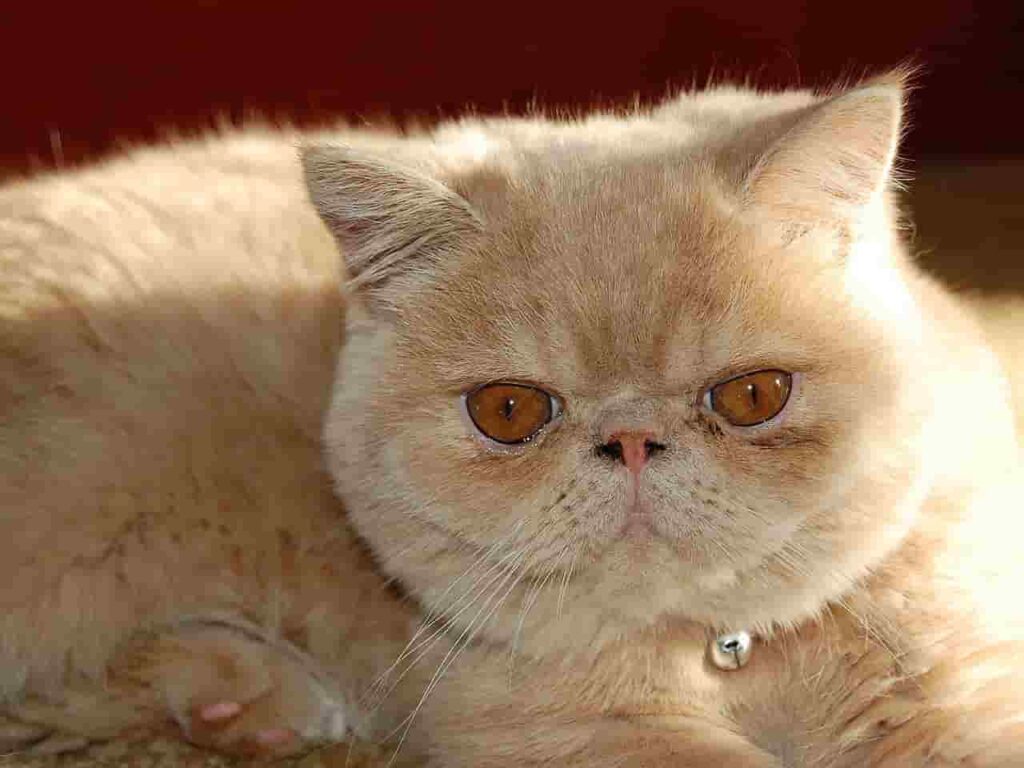 A close-up photo of a Persian cat with fluffy white fur, big blue eyes, and a pink nose.
